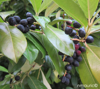 prunus laurocerasus
