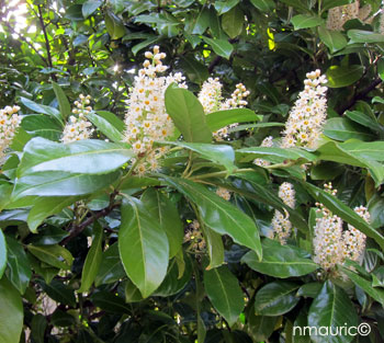 prunus laurocerasus