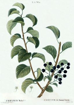 Prunus mahaleb - New York Public Library