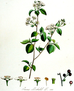 Prunus mahaleb