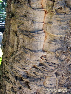 Quercus suber, liège