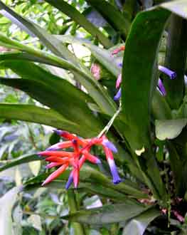 Quesnelia liboniana