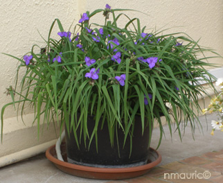 Tradescantia x andersoniana