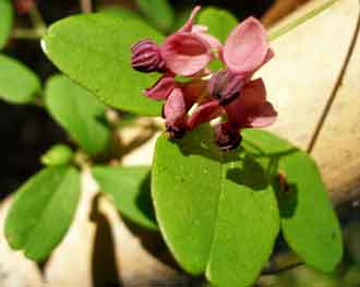 Akebia quinata