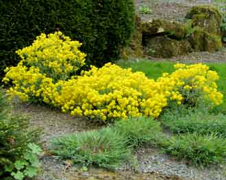 Alyssum saxatile