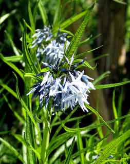 Amsonia hubrichtii mai et mi-juin au UK