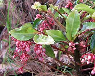 Ardisia crenata floraison en juillet - Hawa