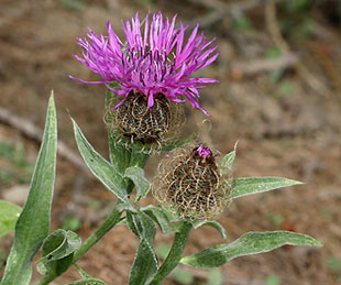 centaurea uniflora