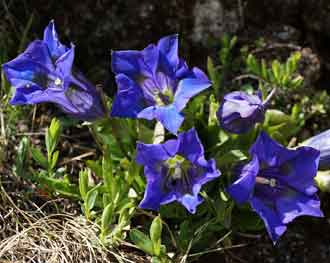 Gentiana acaulis