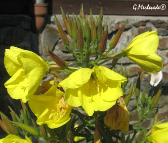 Oenothera erythrosepala