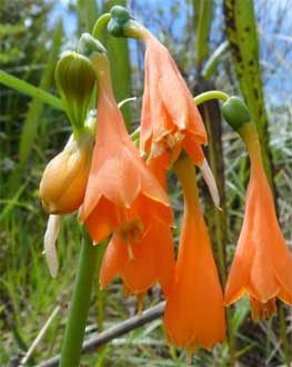 Stenomesson aurantiacum