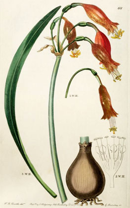Edwards's Botanical Register London (1839).