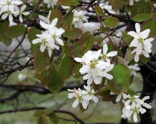 Amelanchier laevis en juin