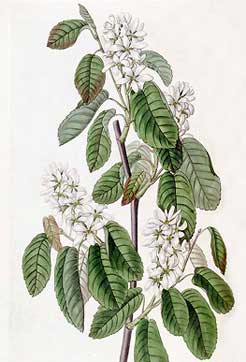 Aronia alnifolia