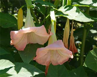 Brugmansia suaveolens  'Frosty Pink'