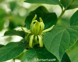  'Athens' sweetshrub Mt. Cuba Center