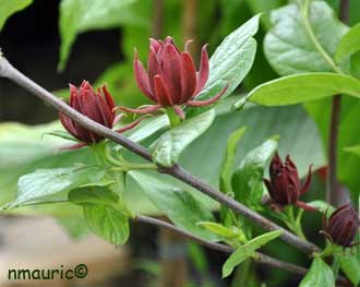 Calycanthus floridus
