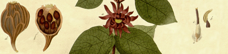Calycanthus floridus
