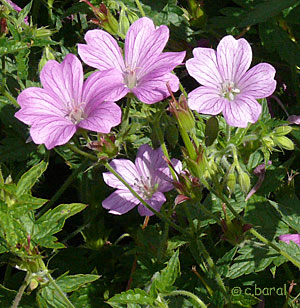 Geranium 'Claridge Druce