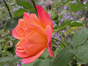 Rosa 'Joseph's Coat'