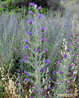 echium vulgare