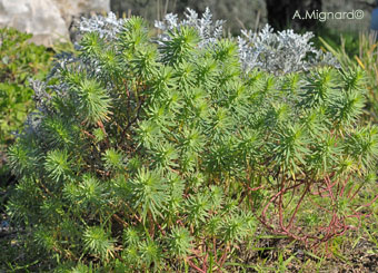 euphorbia pinea