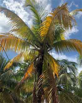 Jaunissement du palmier Candidatus Phytoplasma palmae