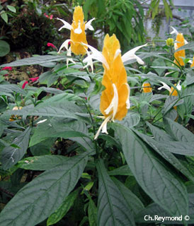 Pachystachys lutea