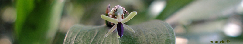 Fleur de Ruscus hypoglossum en février