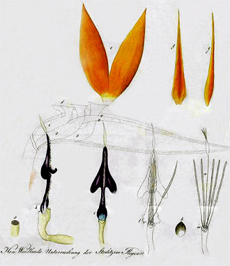Strelitzia reginae