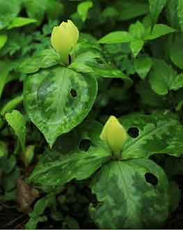 Trillium discolor mi mai Trillium discolor mi mai