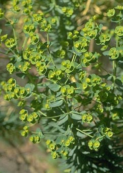 Euphorbia pinea
