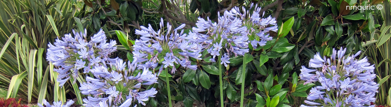 Agapanthus 