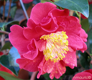 Camellia japonica 'Holly Bright'