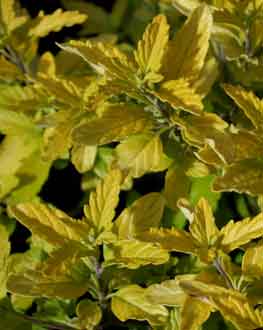 feuillage Caryopteris 'Jason'