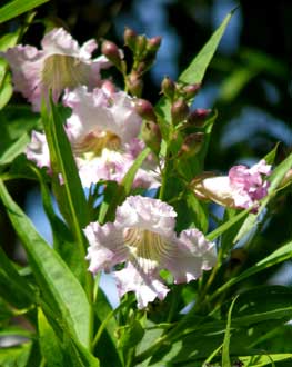 Chitalpa tashkentensis floraison en aot en Angleterre