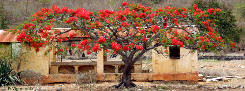 Delonix regia  Madagascar en novembre