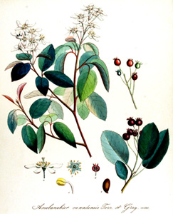 Amelanchier canadensis