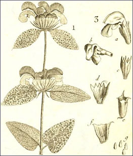 Phlomis