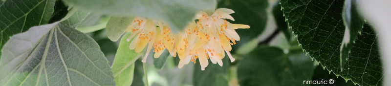 Tilleul en fleurs fin mai