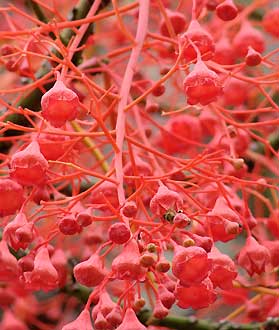 Brachychiton acerifolius