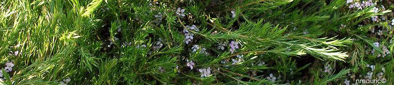 Coleonema pulchellum