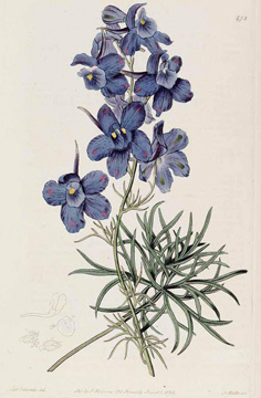 Delphinium grandiflorum - Delphinium chinense