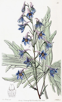 Delphinium villosum