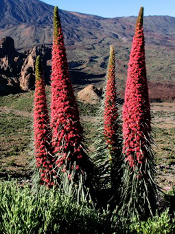 echium wildpretii