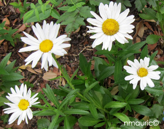 Leucanthemum superbum