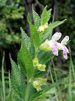 Melittis melissophyllum