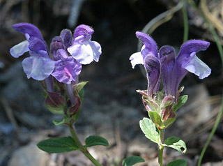 Scutellaria alpina