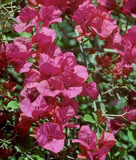 Bougainvillea x buttiana