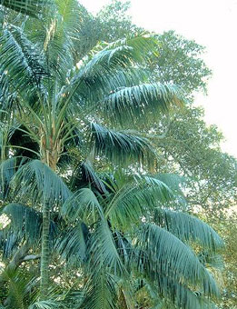 Howea belmoreana 